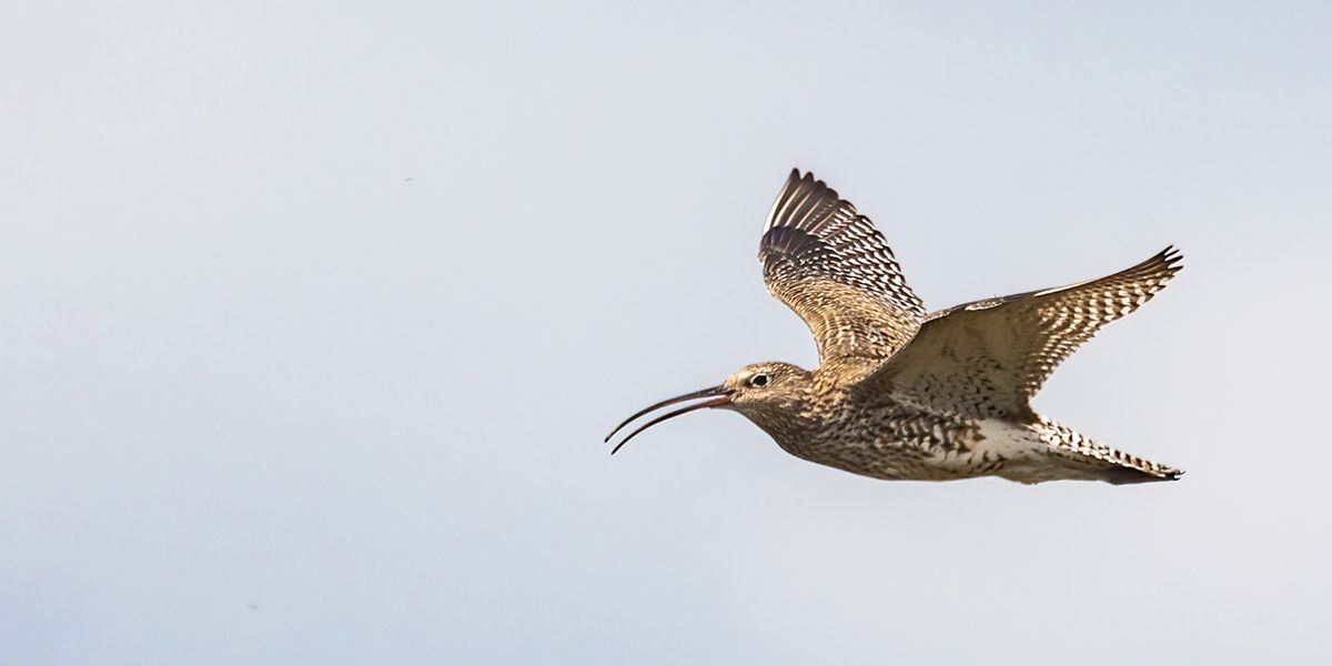 A curlew flying through the sky