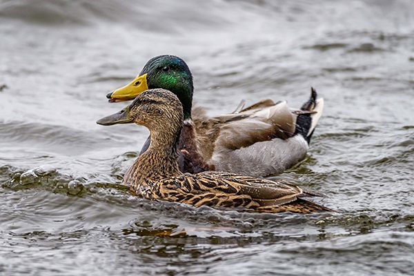 An image of two mallard ducks in water