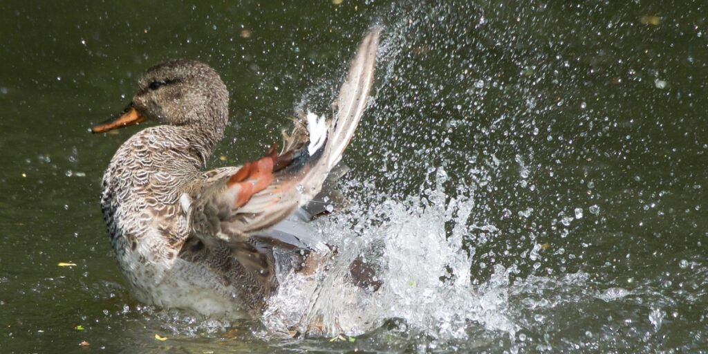 Lithuanian-waterbirds