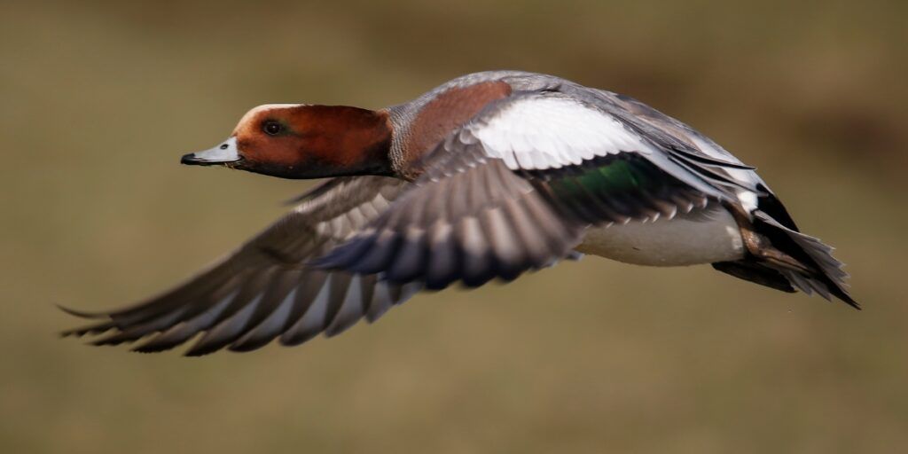 wigeon