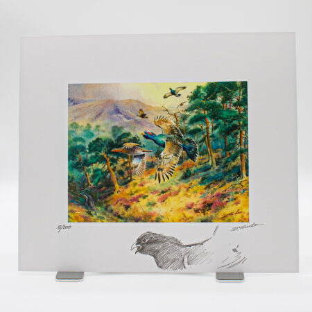 Limited-edition print of capercaillie flying over pine woodland and hills, with a pencil remarque of a capercaillie and handwritten signature below.