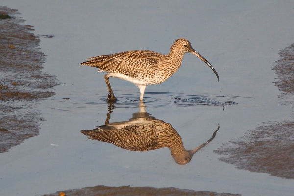 curlew in water