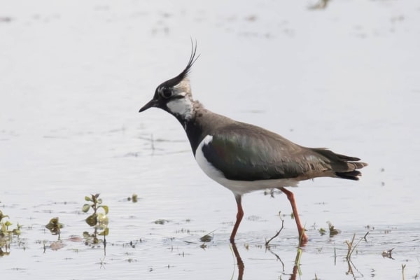 a lapwing