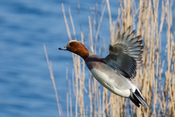 wigeon in flight