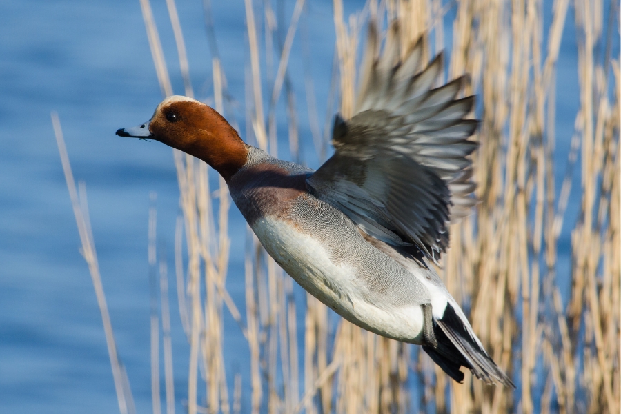 wigeon in flight