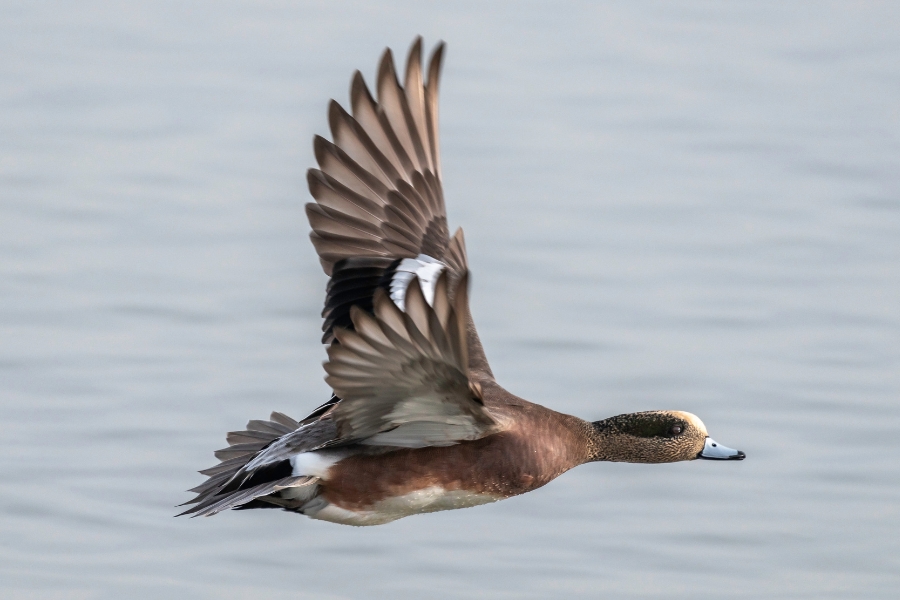 wigeon in flight