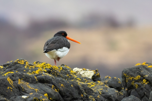 Oystercatcher on a rock