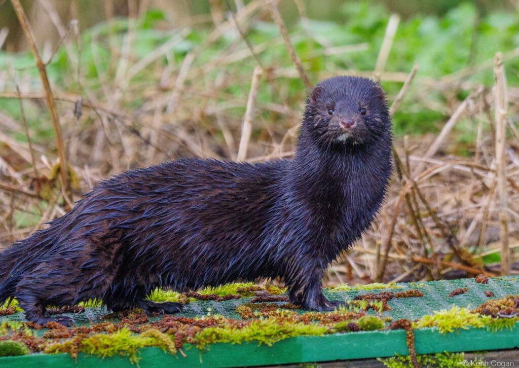 American mink