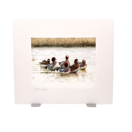 Limited edition wildlife print showing a group of wigeon standing and swimming in shallow water beside reedbeds. The artwork is mounted within a wide white border and displayed on a stand, with the artist's signature visible beneath the image.
